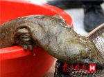 巨型野生娃娃鱼现身！身长超1米重达12.5斤 - 江苏音符