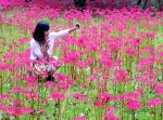 石蒜花盛开引来游客拍照留影 中山植物园供图 - 新浪江苏