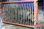被关入笼中、已昏迷的棕熊 郑军 摄 - 新浪江苏