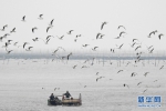 连云港沿海生态环境良好 吸引大批候鸟过冬 - 环保厅