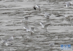 连云港沿海生态环境良好 吸引大批候鸟过冬 - 环保厅