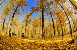 秋天是金黄的季节，也是观赏银杏的大好时机。曹庆升 摄 - 江苏音符