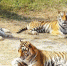 厦门一野生动物园老虎跑离猛兽区:在园内 - 江苏音符