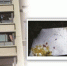 别把高空抛物不当回事 10楼扔个鸡蛋能砸裂塑钢板 - 新浪江苏