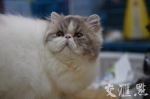 南京首届世界名猫展 “喵星人”秀萌态 - 江苏音符