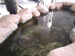 热带海龟趴在冰冷的水中。 - 新浪江苏