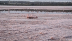 中国“死海”变“玫瑰湖” 现粉色硝花 - 江苏音符