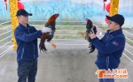 无锡：金鸡报晓迎新春 无锡动物园赏百鸡“盛筵” - 旅游局