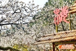 无锡：梅园梅花正式进入观赏期 将持续至3月中旬 - 旅游局