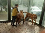 贵州动物园回应"虐虎":饲养员与幼虎嬉戏 - 江苏音符