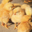 H7N9禽流感高发 疾控中心:鸡肉煮熟可放心吃 - 新浪江苏