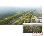 南京4年内淘汰18条绿色廊道的杨树 让市民少打一点喷嚏 - 新浪江苏
