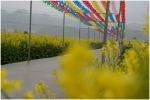 三月 油菜花接管了开化的春天 - Jsr.Org.Cn