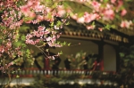 栖霞山桃花进入最佳观赏期 系列活动将一直持续到5月 - 新浪江苏