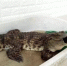 　　好家伙，这条鳄鱼足足有1.5 米长，趴在一个大塑料盆内，用黑色胶带封口，有几个胆子大的小伙子围着摊位看稀奇。 - 新浪江苏