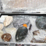 矿石收藏着朱恒毅展示部分“灵石”。　崔佳跃 摄 - 江苏新闻网
