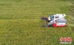 村民们正利用收割机收割水稻。 - 江苏新闻网