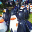 来南通的就是这群“企鹅” 图片来自网络 - 新浪江苏