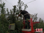 技术人员正在高处检查即将丰收的“密植”新型红富士苹果。 - 江苏新闻网