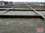 位于建湖县恒济镇的循环水养殖基地 - 江苏新闻网