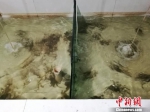 捞上来的大闸蟹经过一番包装，就要发往全国各地。　钟升 摄 - 江苏新闻网