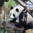 网红大熊猫“平平”抵宁 到“家”先洗头忙整装 - 新浪江苏