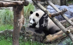 网红大熊猫“平平”抵宁 到“家”先洗头忙整装 - 新浪江苏