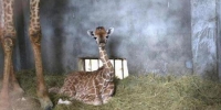 江苏首只人工繁育长颈鹿幼崽将要与公众见面 - 新浪江苏