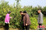 老知青重回“第二故乡”，看到当年栽下的果树感慨不已。 - 江苏新闻网