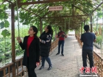 留学生参观华西村“蔬菜大棚”。　郭亚楠 摄 - 江苏新闻网