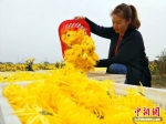 农民将采摘的皇菊装框。 蔡珊珊 摄 - 江苏新闻网