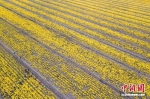 村民在成片的金丝菊花丛中采摘食用菊花。 泱波 摄 - 江苏新闻网
