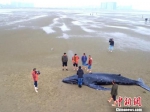 图为3吨重幼年座头鲸再次搁浅江苏启东海滩。 启东台供图 - 江苏新闻网