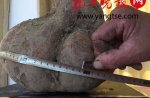太仓市一居民自家地种出16斤重的“巨无霸”红薯 - 新浪江苏
