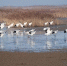 资料图：盐城湿地美景（盐城国家级珍禽自然保护区供图） - 江苏新闻网