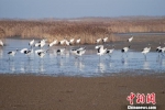 资料图：盐城湿地美景（盐城国家级珍禽自然保护区供图） - 江苏新闻网