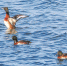 8日，成群青头潜鸭在黄河故道大沙河国家湿地公园的水面嬉戏。 高荣光 李清良摄 视觉江苏网供图 - 新浪江苏