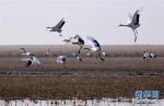 1月15日，丹顶鹤在盐城国家级珍禽自然保护区内飞舞、休憩。 - 新浪江苏
