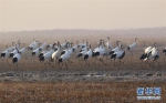 1月15日，丹顶鹤在盐城国家级珍禽自然保护区内休憩。 - 新浪江苏