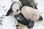 雪地里，大熊猫变身“糯米糍” - 新浪江苏