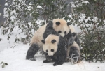 雪地里，大熊猫变身“糯米糍” - 新浪江苏