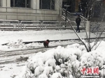 图为25日起，江苏多地迎强降雪。图为南京出现积雪。　杨颜慈 摄 - 江苏新闻网