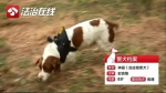 激萌！江苏最厉害的警犬有几句祝福想对你说… - 新浪江苏