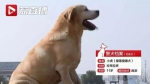 激萌！江苏最厉害的警犬有几句祝福想对你说… - 新浪江苏
