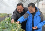 我奋斗·我幸福 |77岁农技专家赵亚夫：为乡村振兴，我还要再干几年 - 新华报业网