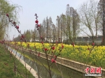阳春三月，桃红柳绿，油菜花开始盛开。 - 江苏新闻网