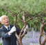 在和平广场西南角的紫金草花园里，秋本芳昭为团员们曾经种植的千头松修剪枝叶。　蔡美婷　摄 - 江苏新闻网