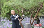 在和平广场西南角的紫金草花园里，秋本芳昭为团员们曾经种植的千头松修剪枝叶。　蔡美婷　摄 - 江苏新闻网