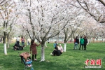 游客在樱花树下游玩。 - 江苏新闻网