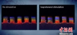水凝胶弹性薄膜上培养的心肌细胞可以通过光谱测定精准地统计出变化范围。《Science Robotics》制图 - 江苏新闻网